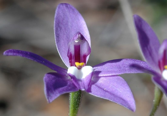 Glossodia, Or Wax Lip Orchid, Also Known As Parson At The Pulpit