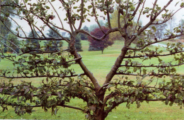 Heart Espalier