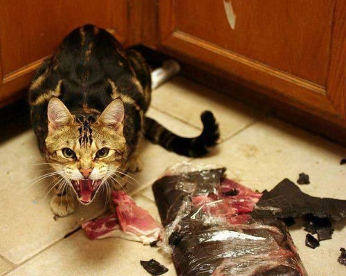 Pictures of Evil Cats Being Jerks 016