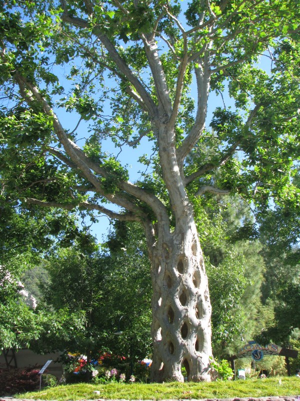 The Basket Tree by Axel Erlandson