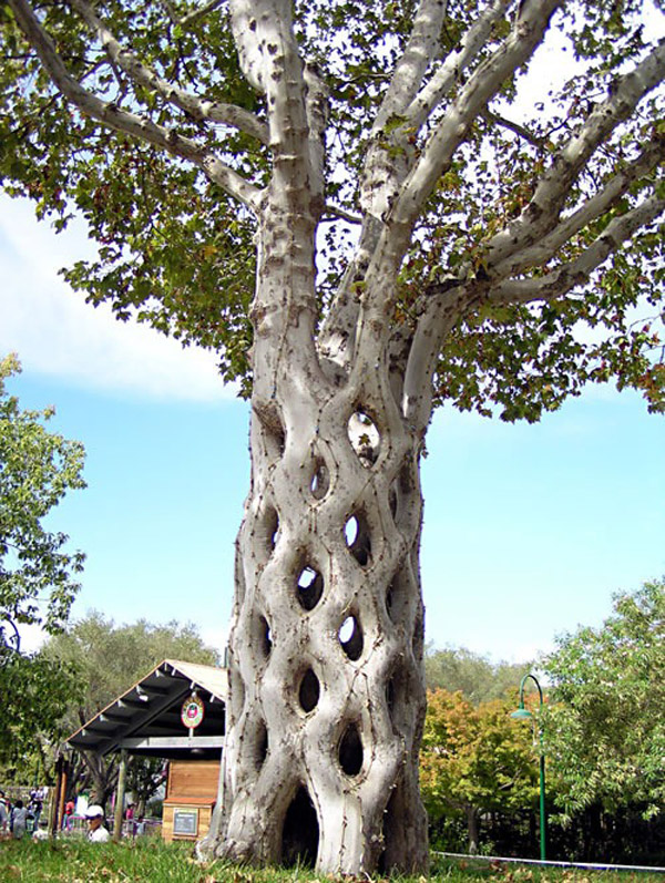 The Basket Tree by Axel Erlandson1