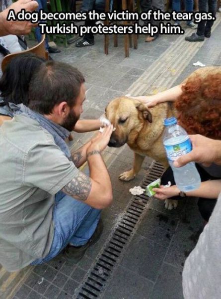 The Special Relationship Between Humans and Animals 004