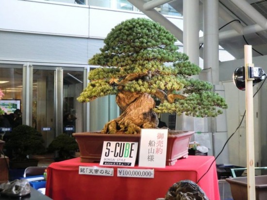 The most expensive Bonsai tree in the world. Over 300 Years Old, 1.3 million