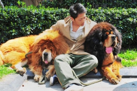 The most expensive dog in the world. Rare Tibetan Mastiff puppy (dog on the right,) 2 million