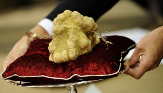 The most expensive mushroom in the world. Italian White Alba Truffle, 1.51 Kilograms, $160,406