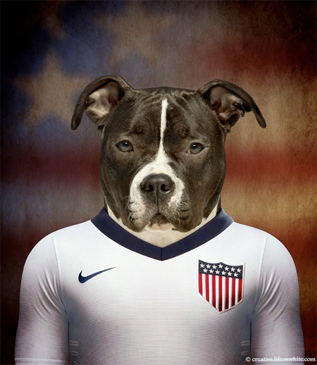 USA – American Staffordshire Terrier