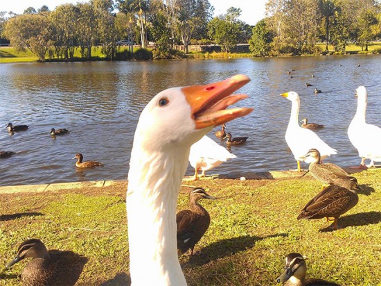 18 Animals That Are Much Better At Photobombing Than Humans 004