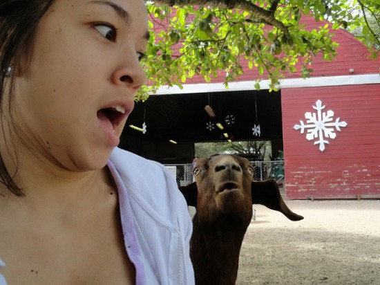 18 Animals That Are Much Better At Photobombing Than Humans 008